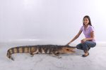 life-size American Alligator 94.75 Inch Long